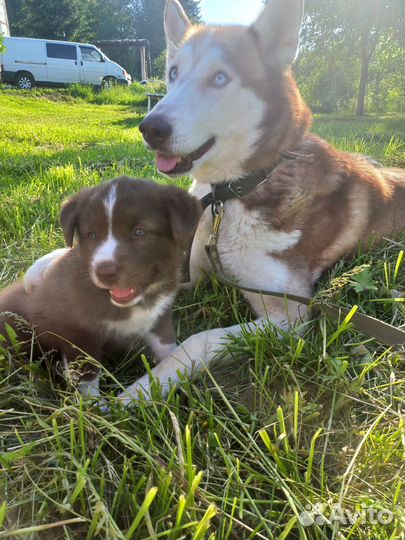 Собака в добрые руки