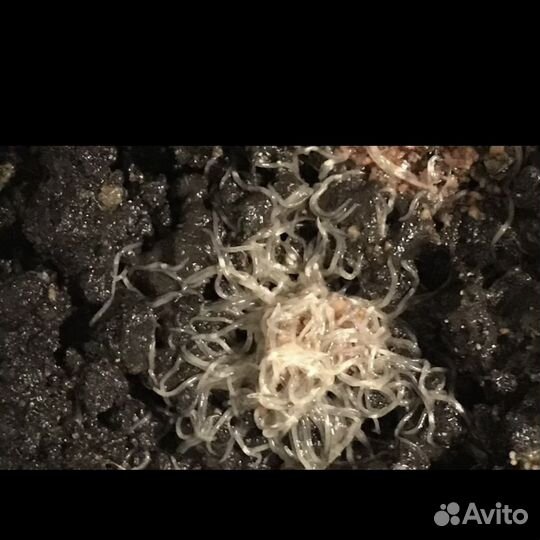 Орнатусы Гуппи Нематода Гриндальский червь