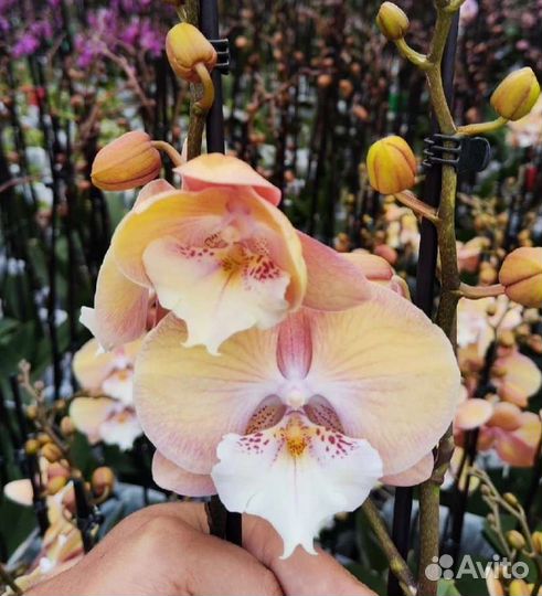 Орхидея фаленопсис Yuki Fan(Единорог) цветет купить в Москве | Товары для  дома и дачи | Авито