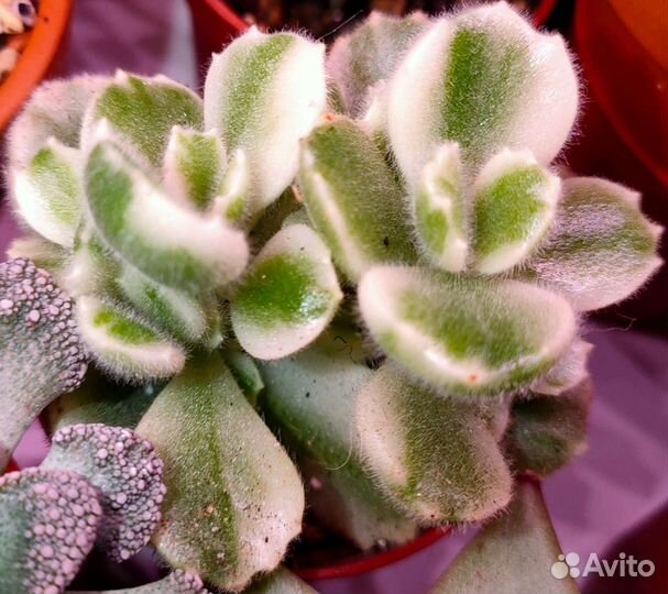 В вашу коллекцию