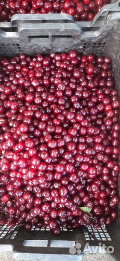 Продажа вишни
