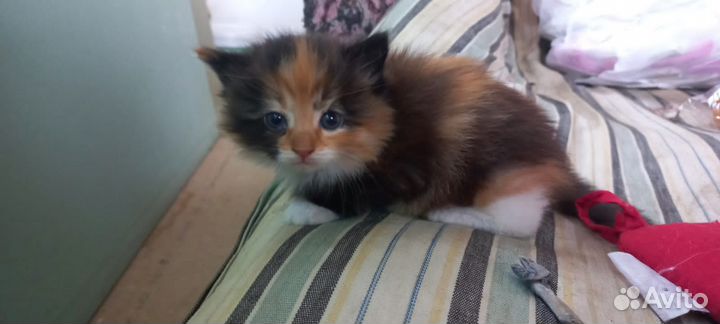 Отдам котенка только в добрые руки