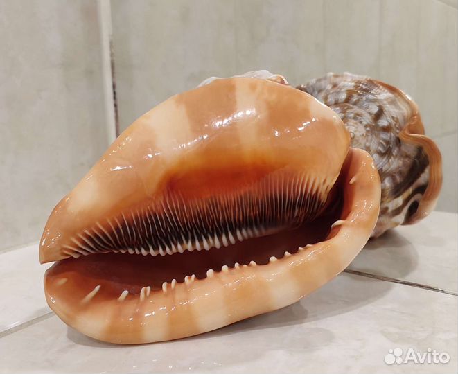 Морская раковина Красный ципрекассис