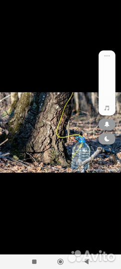 Березовый сок свежий