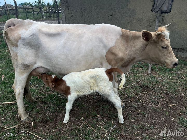 Корова с телёнком