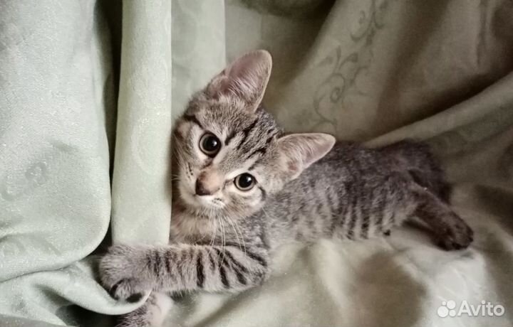 Котенок полосатик в добрые руки