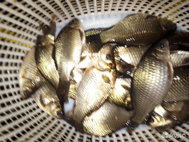 Живец карась