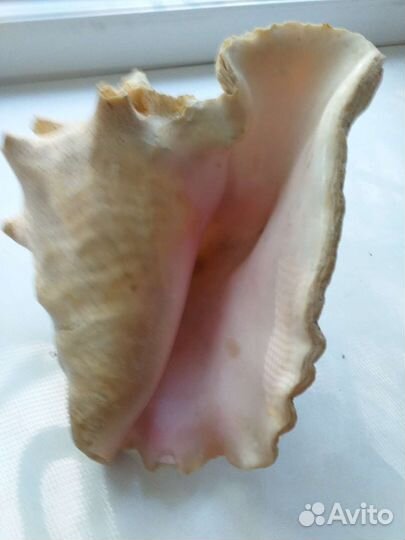 Ракушка из моря