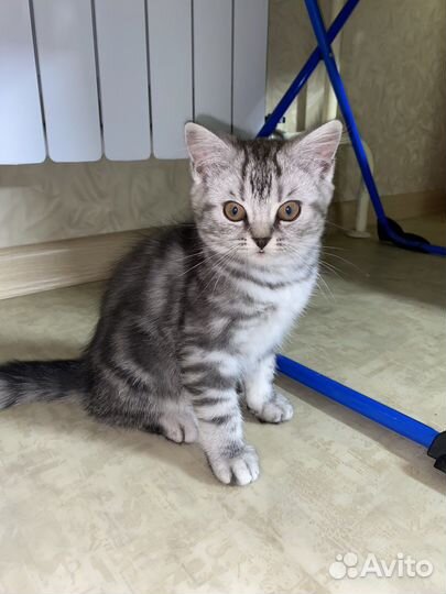 Британские котята мраморного окраса