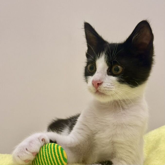 Үлкен сиськи сауу