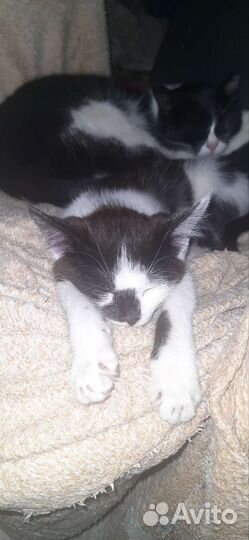 Отдам бесплатно