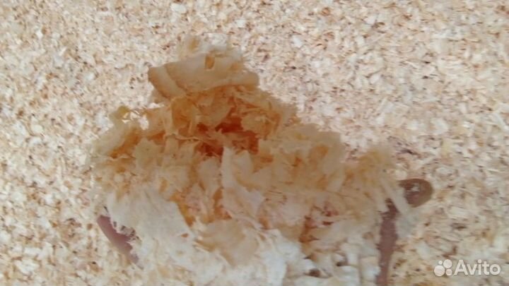 Стружка хвойных пород сухой опт. продажа 240 литр