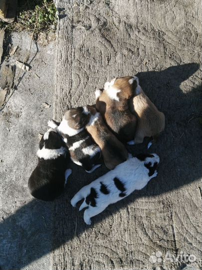 Щенки в добрые руки