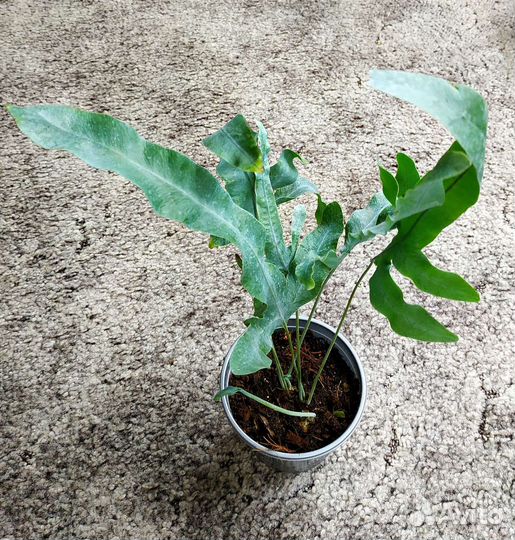 Папоротники комнатные и др