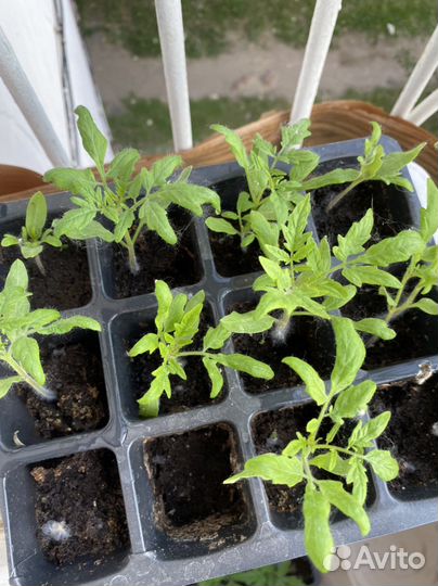 Рассада помидор