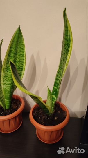 Сансевиерия лауренти