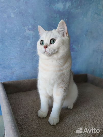 Шотландский котик