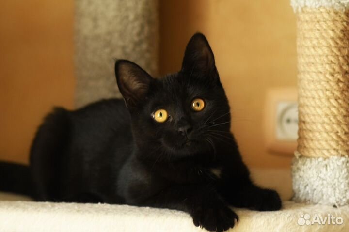 Котенок в добрые руки