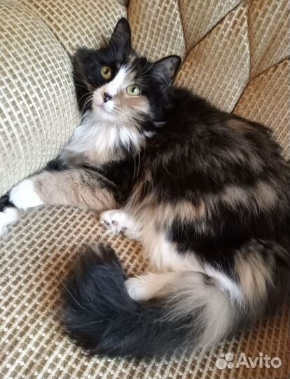 Трехцветная красотка в поисках дома