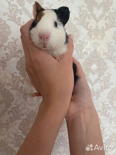 Морская свинка