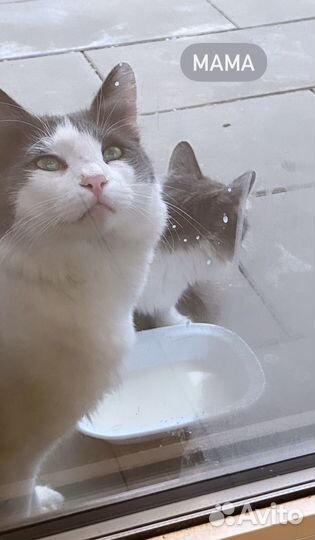 Кошка в добрые руки