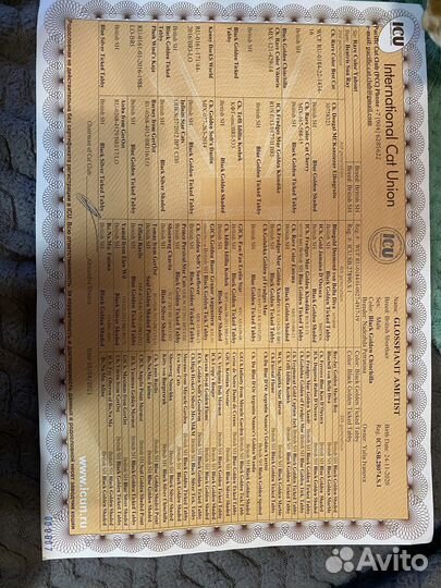 Котенок золотая шиншилла