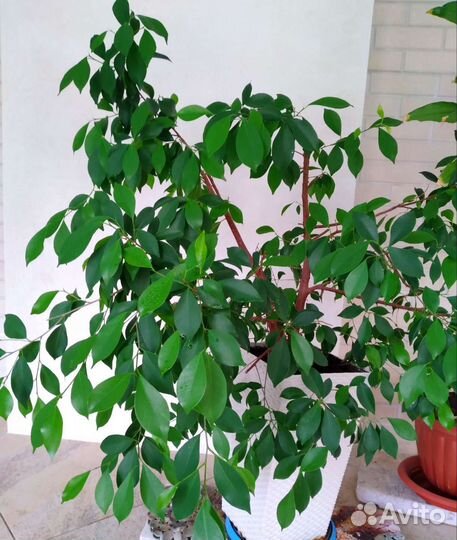 Комнатные растения цветы большие