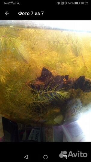 Аквариумные растения