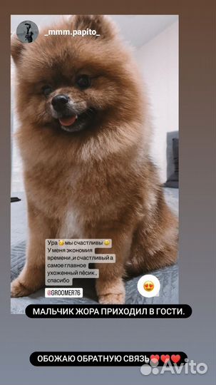 Стрижка собак и кошек
