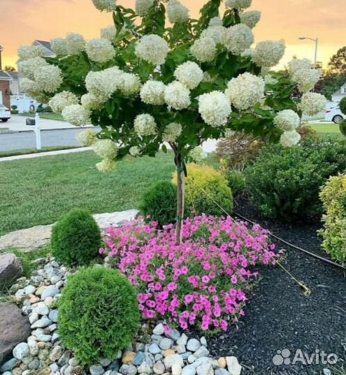 Декоративные деревья и кустарники, многолетники