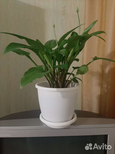 Дримиопсис