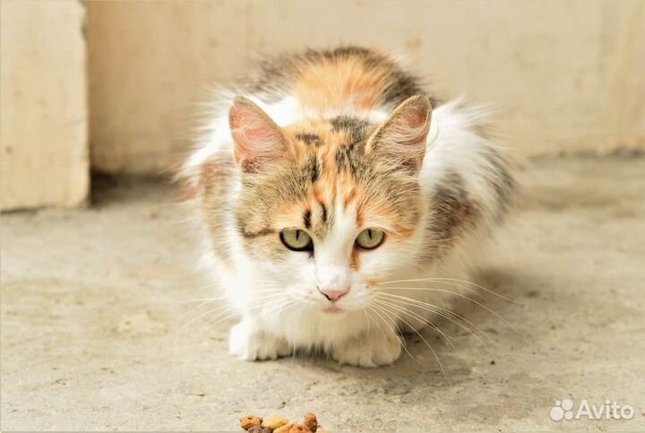 Шикарная кошка в дар