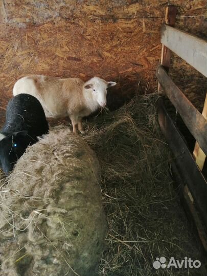 Овцы бараны