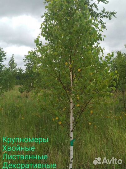 Берёза 2,5-3м для озеленения штамб 60см