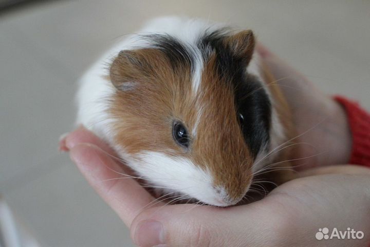 Малышки морские свинки