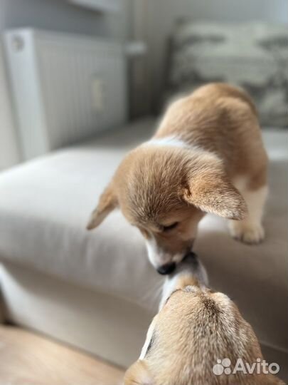 Щенки вельш-корги пемброк