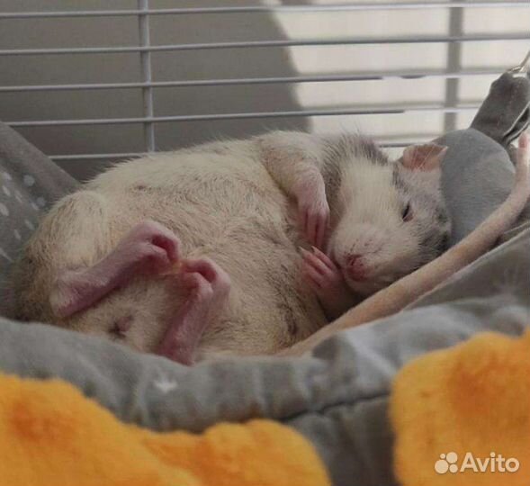 Передержка грызунов, собак