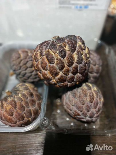 Аннона scuamosa семена