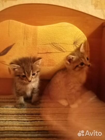 Котята ищут дом