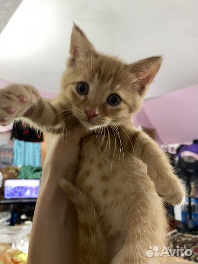 Котята в добрые руки