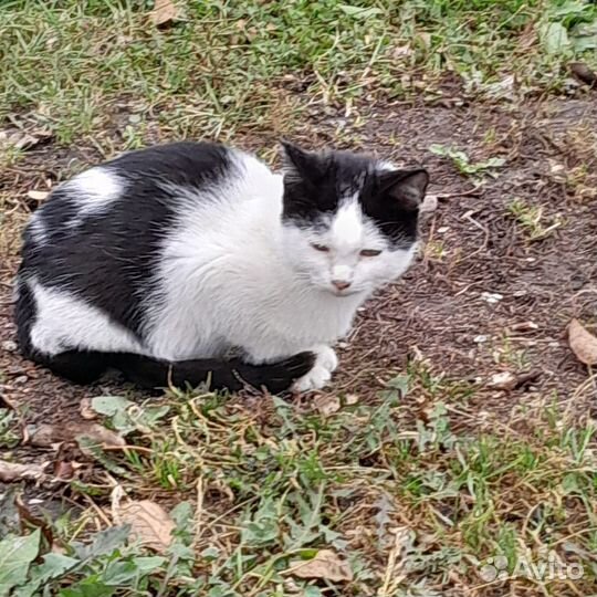 Отдам в добрые руки