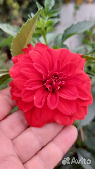 Георгины клубни многолетние