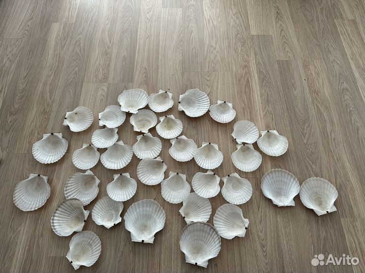 Морские ракушки от гребешков и устриц