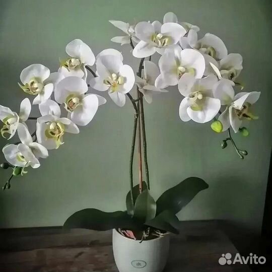 Силиконовая орхидея Real Touch