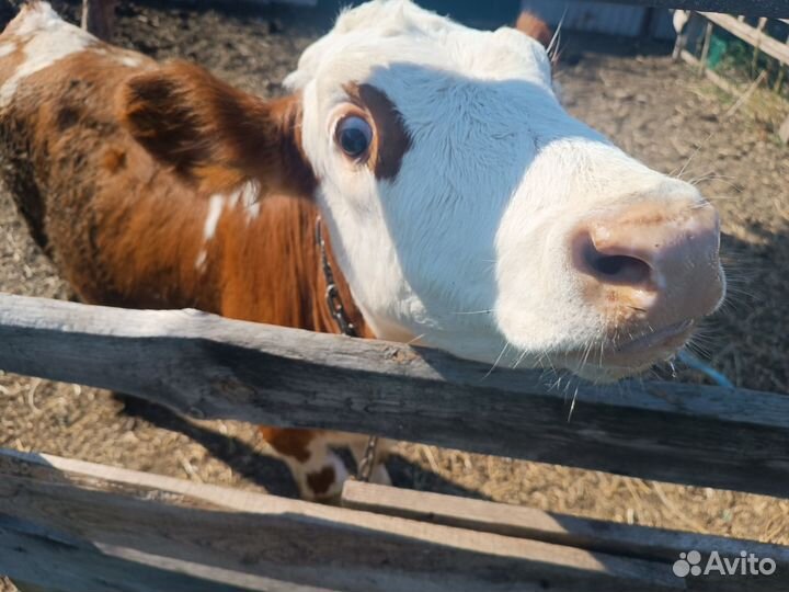 Продам телку 5 мес