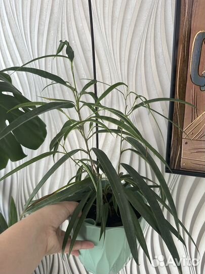 Замиокулькас, монстера, фикус Али, дифенбахия