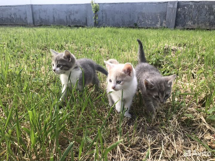 Котята в добрые руки