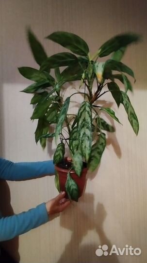 Аглаонема Мария