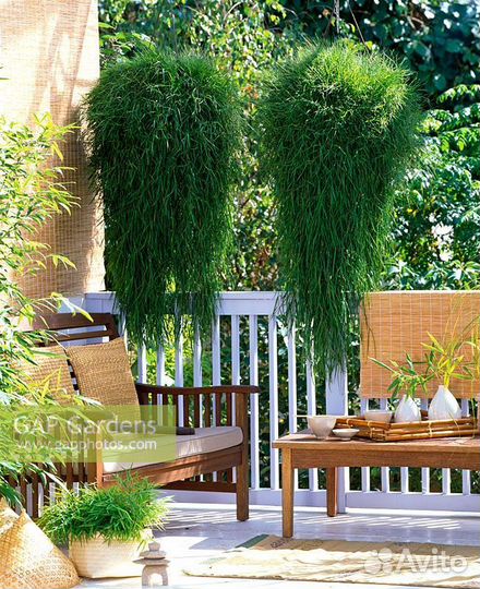 Агростис-ампельный бамбук