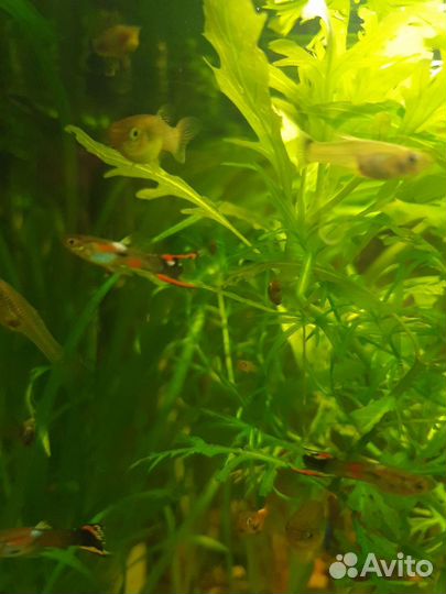 Гуппи молодь